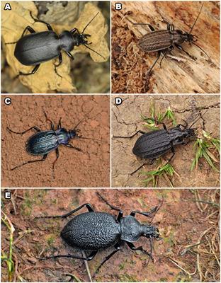 The chemical composition of the secretions, their antibacterial activity, and the pygidial gland morphology of selected European Carabini ground beetles (Coleoptera: Carabidae)